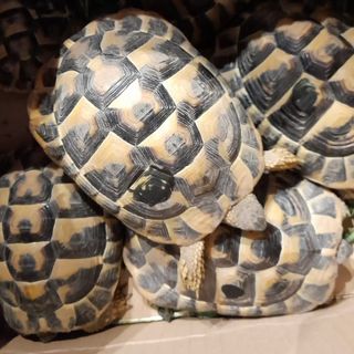 Alcune delle tartarughe abbandonate tra Busto e Castellanza
