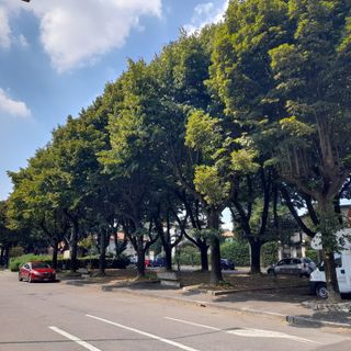 Alberi in piazza XXV Aprile, alcuni dei quali ritenuti insicuri