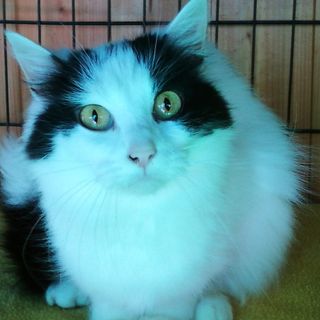 Sempre più mici abbandonati: «Aiutate l'Oasi felina di Castellanza»
