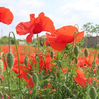 I papaveri anche nella zona industriale - foto per cortesia di Agostino Di Francesco