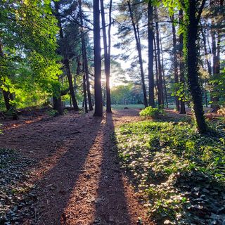 Pam: arriva una nuova quercia in Cascinetta per la festa dell'albero