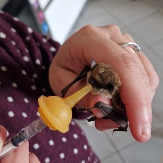 Pippi il pipistrello si rimette in forma per tornare a essere un divoratore di zanzare