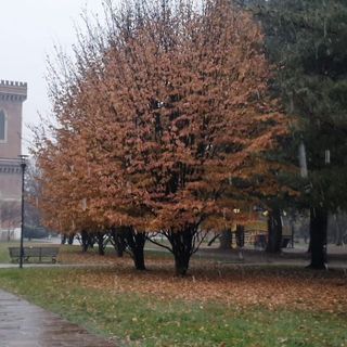 VIDEO. Nevischio a Busto. Nel sud della provincia i primi timidi fiocchi
