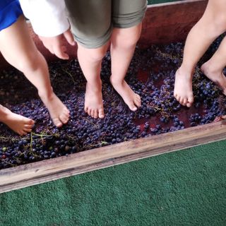 A piedi nudi tra i grappoli d'uva. Sotto, alcuni momenti alla fattoria didattica per i bambini di Paffulandia Kids
