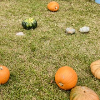 Castellanza: la festa di halloween con zucche e castagne rinviata di una settimana