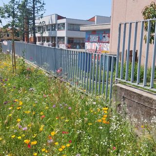Marnate: le aiuole di via Repubblica sono un prato fiorito. E fanno felici le api