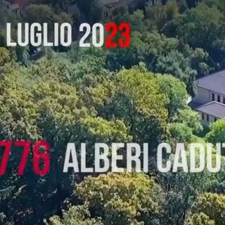 I 4.776 alberi caduti e il grande cuore dei milanesi