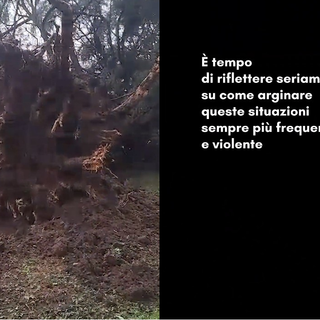 Gorla Maggiore, albero storico della scuola media sradicato. Il sindaco: «Serve riflessione»