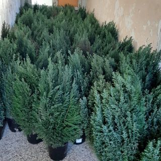 L'Albero di Natale? A Olgiate lo affida il Comune: «Cento abeti che poi ripianteremo»