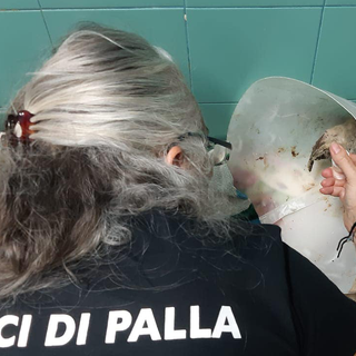 Angelo è stato curato e coccolato dall'équipe della dottoressa Pais assieme ad altre bestiole: diverse immagini sono state oscurate da Facebook per il loro dolore