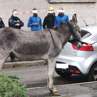 L'asino in via Mameli nella foto dell'avvocato Dario Celiento