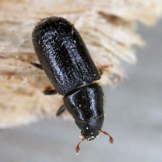 Il bostrico - foto grazie a Lombardia Notizie