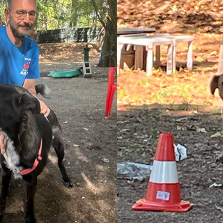 Brigitta e Elena due magnifiche cagnoline che cercano casa