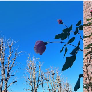 LA FOTO. L'autunno del villaggio: ditelo con una rosa