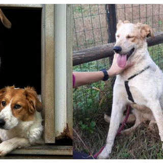 «Mara e Jacqueline avvelenate con i fratellini hanno lottato per vivere: adottate queste cagnoline»
