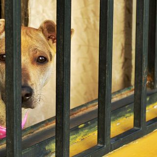 Rapporto Zoomafia: «Nel 2020 circa 1.510 procedimenti penali con 880 indagati per crimini contro gli animali»