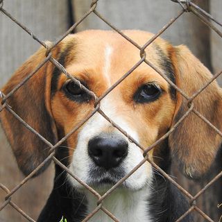 Busto, lascia 50mila euro ai cagnolini abbandonati: «Grazie, Rosalma»