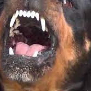 Uomo aggredito da un cane a Rho: scenari da chiarire