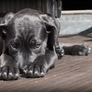 Abbandono di animali domestici: cambiano i modi, non i numeri. Casa Ringhio lancia un appello
