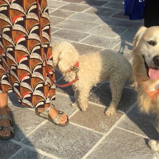 Torna la Camminata a sei zampe a sostegno del canile di Busto