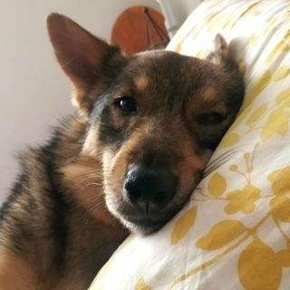 I cani più spaventati e diffidenti