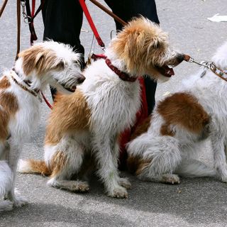 Amici animali anche dopo la morte: sì alla creazione dei cimiteri per gli animali da compagnia