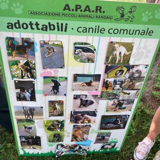 L'elenco degli adottabili e due volontarie dell'Apar mentre si attende l'arrivo dei cagnolini del canile