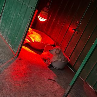 Il &quot;gelo&quot; della bolletta: oltre 3.800 euro per tenere al caldo i cani fragili