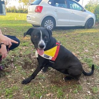 FOTO e VIDEO. Salvare vite con il proprio cane: «Un affare di cuore»