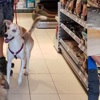 Nick e Skilla perfette massaie a quattro zampe: anche così cercano casa