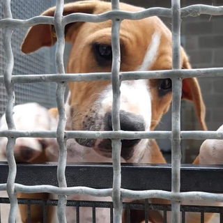 «A Legnano tanti in difficoltà economiche per il Covid: ci chiedono aiuto per curare o mantenere i loro animali»