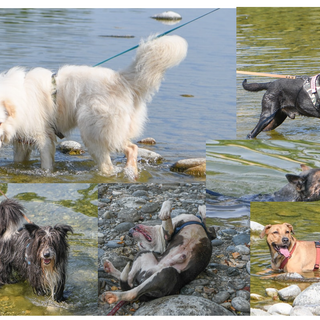 È Ferragosto anche per i cagnolini del canile. In gita al Ticino