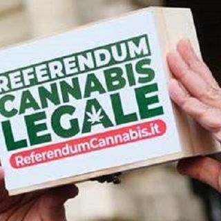 Bocciato referendum sulla cannabis, Monti (Lega): «La prevenzione rimane l’arma più efficace»