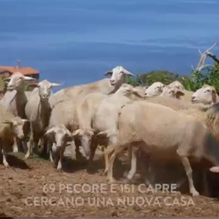 Più di 200 tra capre e pecore cercano qui una nuova casa e un futuro