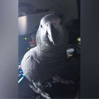 L’appello: «Aiutateci a riportare a casa Mr. Pickles, siamo disperati»
