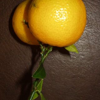Il chinotto, agrume dimenticato con una ricca storia marinara