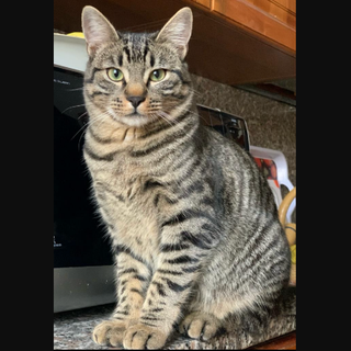 Appello di una famiglia di Busto: «Aiutateci a ritrovare Coco»