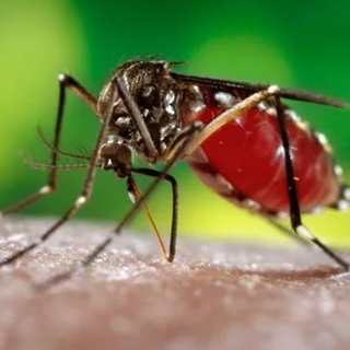 Virus Dengue, Astuti e Cominelli (Pd): «Regione aumenti il numero dei vaccini e si attivi per le disinfestazioni»