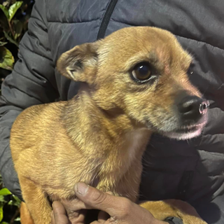Cagnolina trovata a Sacconago, c’è il lieto fine