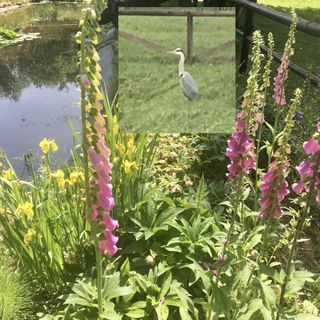 Fiori in Valle e un airone: protagonisti silenziosi dell'Olona