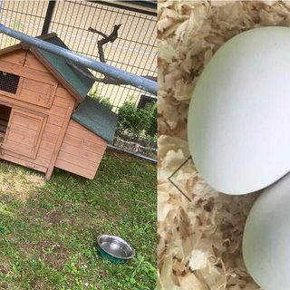 Provvi, Enza, Stracciatella e Neve: così le galline sono amiche degli anziani. E che emozione le prime uova