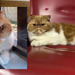 L'APPELLO. «Aiutateci a trovare il nostro micio Gas: lui fa parte della nostra famiglia»