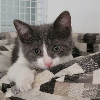 Il piccolo Milord chiede aiuto per sé e gli altri micetti - foto per cortesia del Gattile