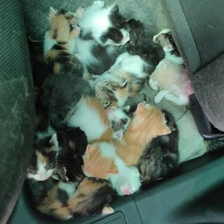 VIDEO. Ad Olgiate salvati 19 gattini ritrovati in zona via Busto Fagnano