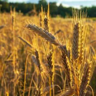 Grano e mais, crollano i prezzi: in apprensione anche i cerealicoltori in provincia di Varese