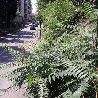 Gli arbusti della scarpata nei pressi del sottopasso, in via Tasso