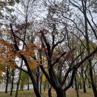 A sinistra la parte ancora sana dell'albero, a destra quella compromessa