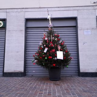 Gallarate, un albero di Natale per Luciana “Treccia” Zaro
