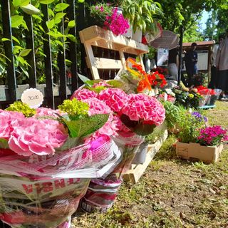 Gallarate, il giardino del liceo è tornato ad accogliere il pubblico