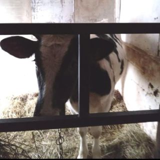 Leggiuno, la denuncia degli animalisti: «Vitello incatenato senz'aria e al buio» Leggiuno, la denuncia degli animalisti: «Vitello incatenato senz'aria e al buio»